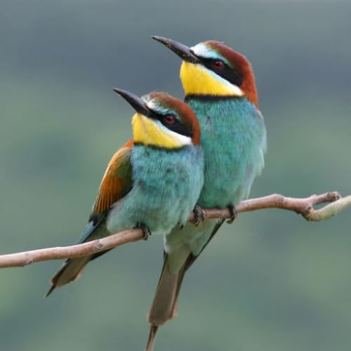 Birds Wallpapers