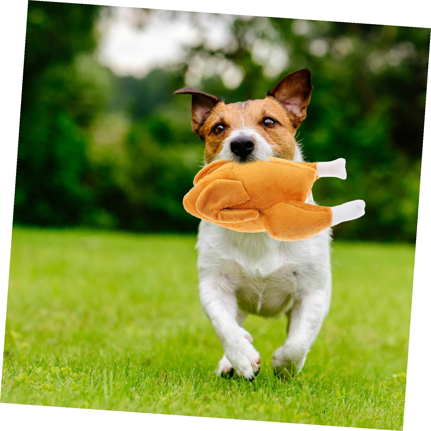 POPETPOP 5 Juguetes para Morder al Aire Divertidos Juguetes Masticables para Mascotas Juguete Interactivo con Sonido Chirriante para Perros Material para Olfatear Y Buscar Comida.
