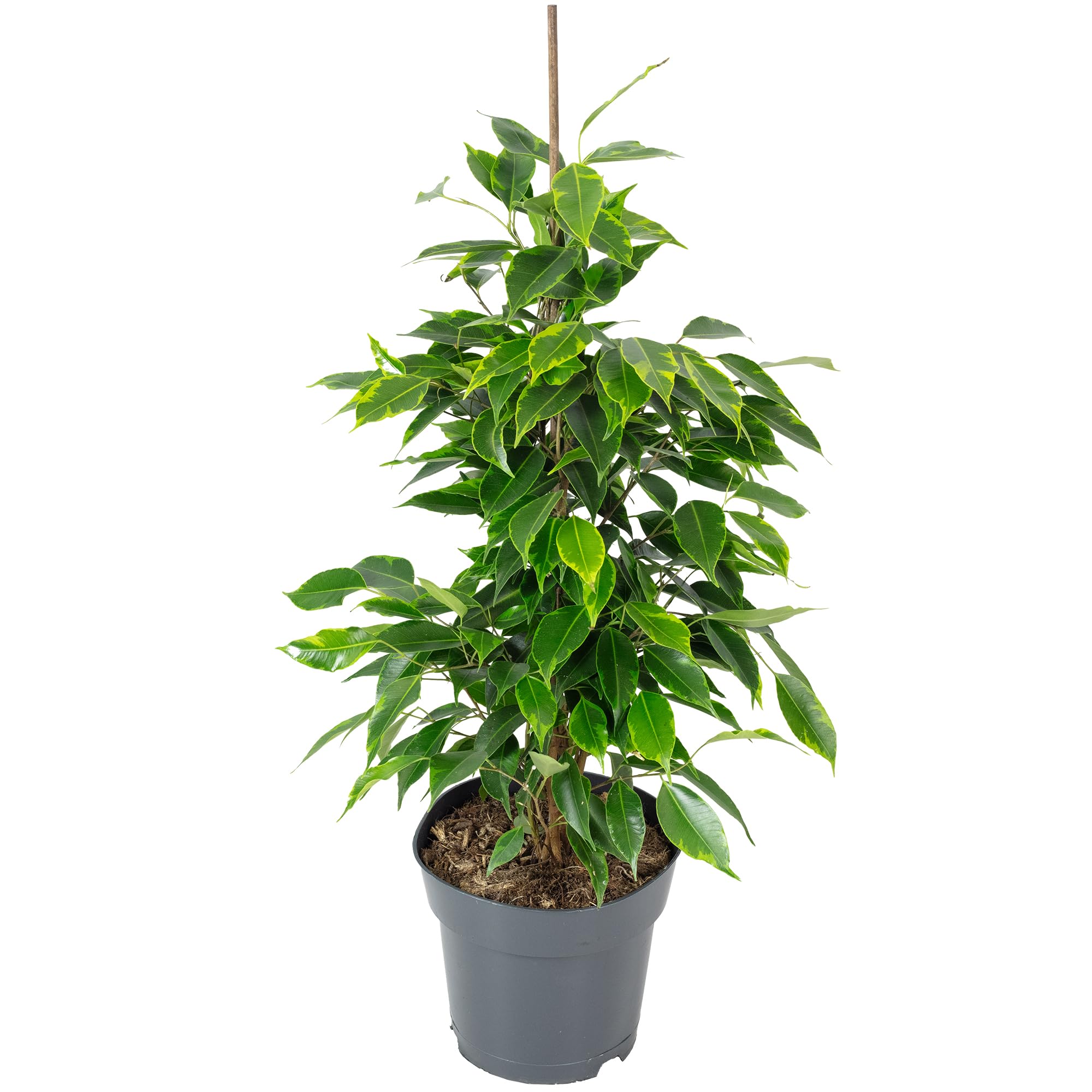 Figuier de bouleau « Forever » - Plante d'intérieur facile d'entretien - Ficus benjamini - Hauteur : environ 75 cm - Diamètre du pot : 17 cm