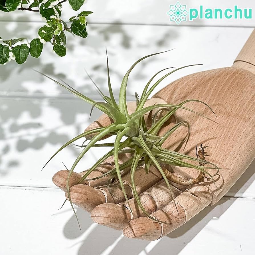 ブロメリア・エアープランツ Pitcairnia bergii ブロメリア・エアープランツ Pitcairnia bergii 71Ch3PM9m7L
