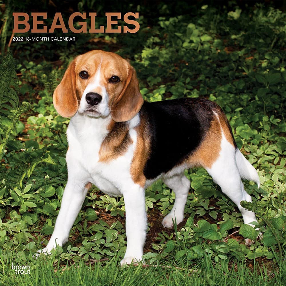 Are Beagles Affectionate
