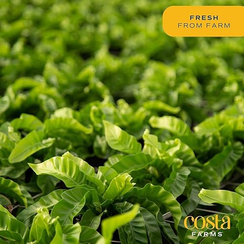 Miniatura 5 de Costa Farms Helecho nido de ave, fácil cuidado, planta viva, de interior, en maceta moderna decorativa, en tierra, regalo para jardín y exterior,