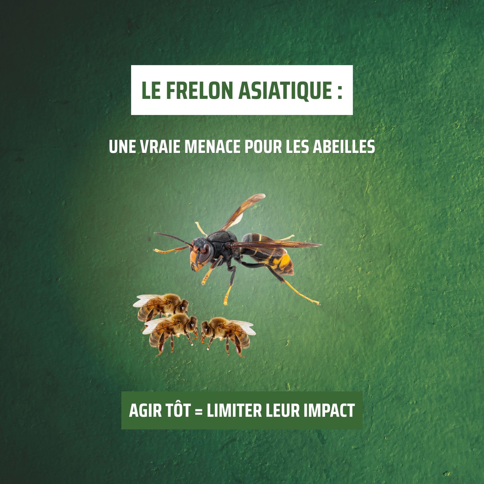 Protecta® Piège à Frelons Asiatique Sélectif - Capture Uniquement Les Frelons Asiatiques – Piège Réutilisable sans Insecticide- Usage Extérieur Jardin & Terrasse (1)