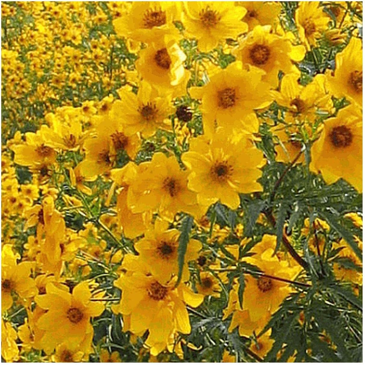 Everwilde Farms - 1 Lb Swamp Marigold Native Wildflower Seeds - Gold Vault