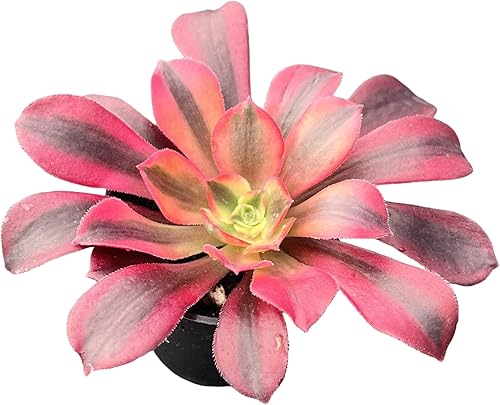 Miniatura 31 de Sprout N Green Adromischus triflorus 'Calico Hearts' - Suculenta, planta viva enraizada en maceta de 2 pulgadas, para interiores y exteriores