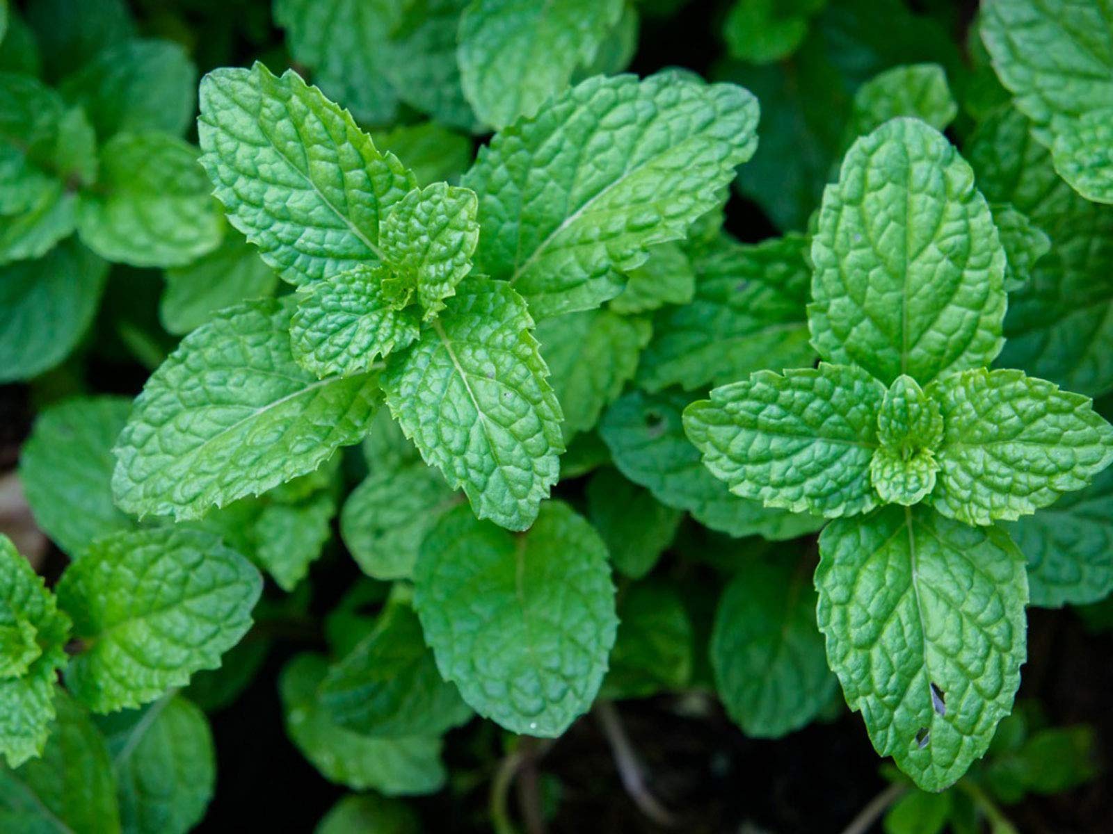 See full amazon price history chart for Agro Acres Organic Non GMO Peeper Mint Seeds For Home Garden - 50 Seeds Economy Trial Pack - Mentha × Piperita Agro Acres Organic Non GMO Peeper Mint Seeds For Home Garden - 50 Seeds Economy Trial Pack - Mentha × Piperita (B09T6FJFP8) Amazon Price History, Amazon Price Tracker