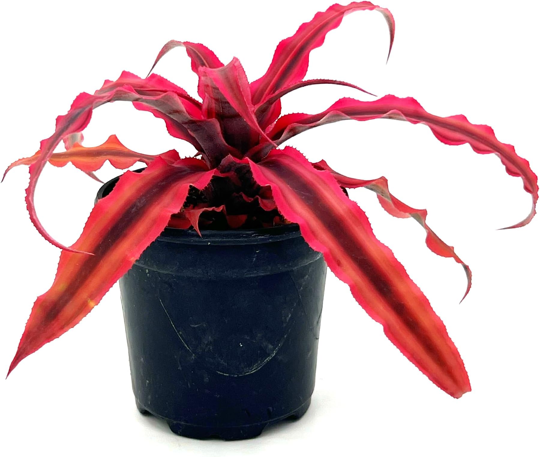 ragnaroc Live Plants – Cryptanthus ‘Rubin‘, 4-8" in 4" Pot - 1ct - Live Arrival Guaranteed - House Plants for Home Decor & Gift