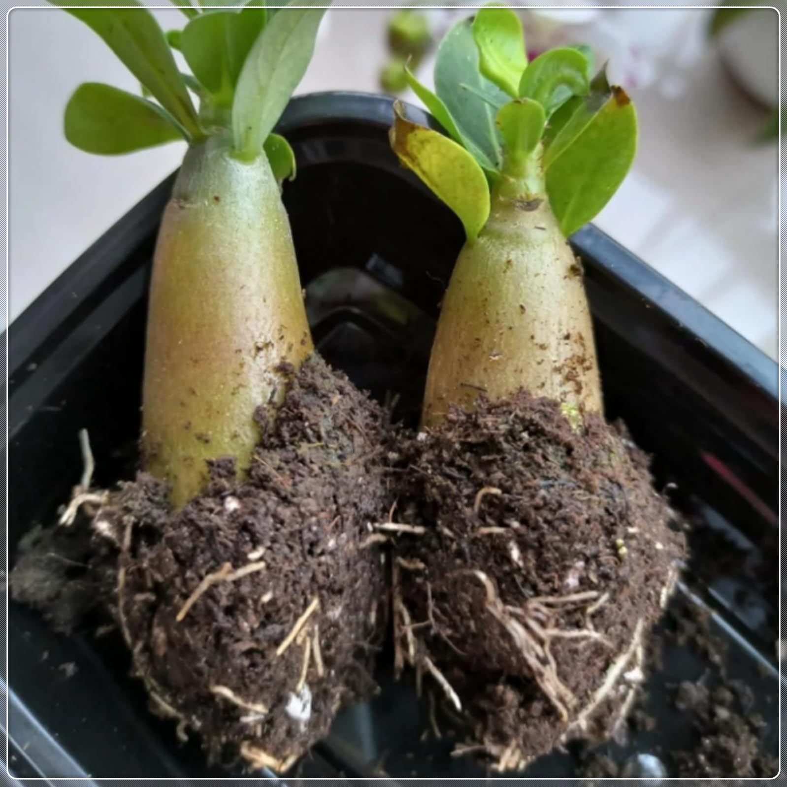 Premium WüstenrosenRhizome in Großpackungen, Unkompliziert zu pflegen, Langanhaltende Blütenpracht, Perfekt für den Außenbereich-5 Rhizom-F