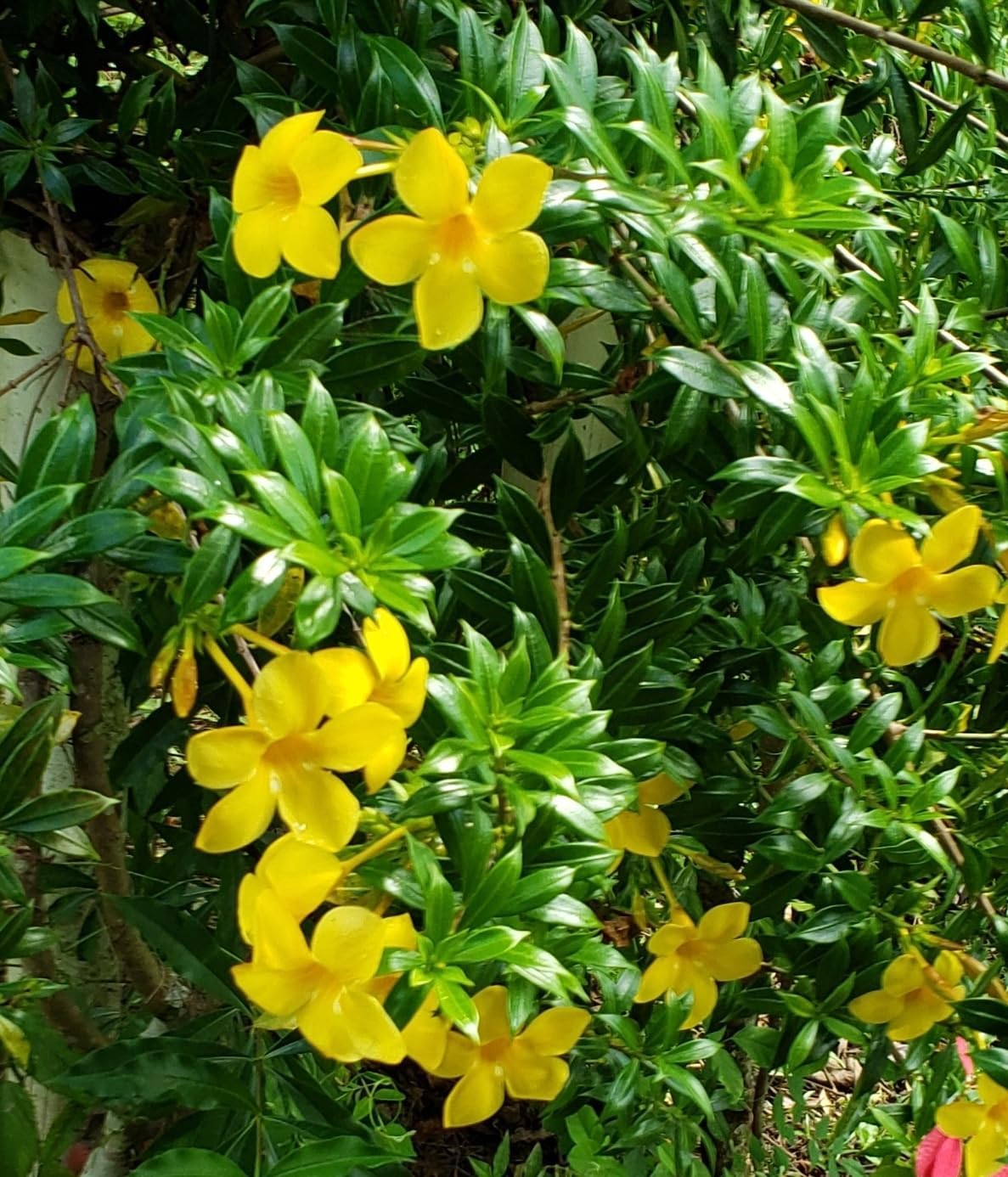 Allamanda Dwarf Yellow Live Plants - Pack of 2 - Allamanda Compacta - 4-6 Inches Tall Flower Plants - Bright Yellow Blooms