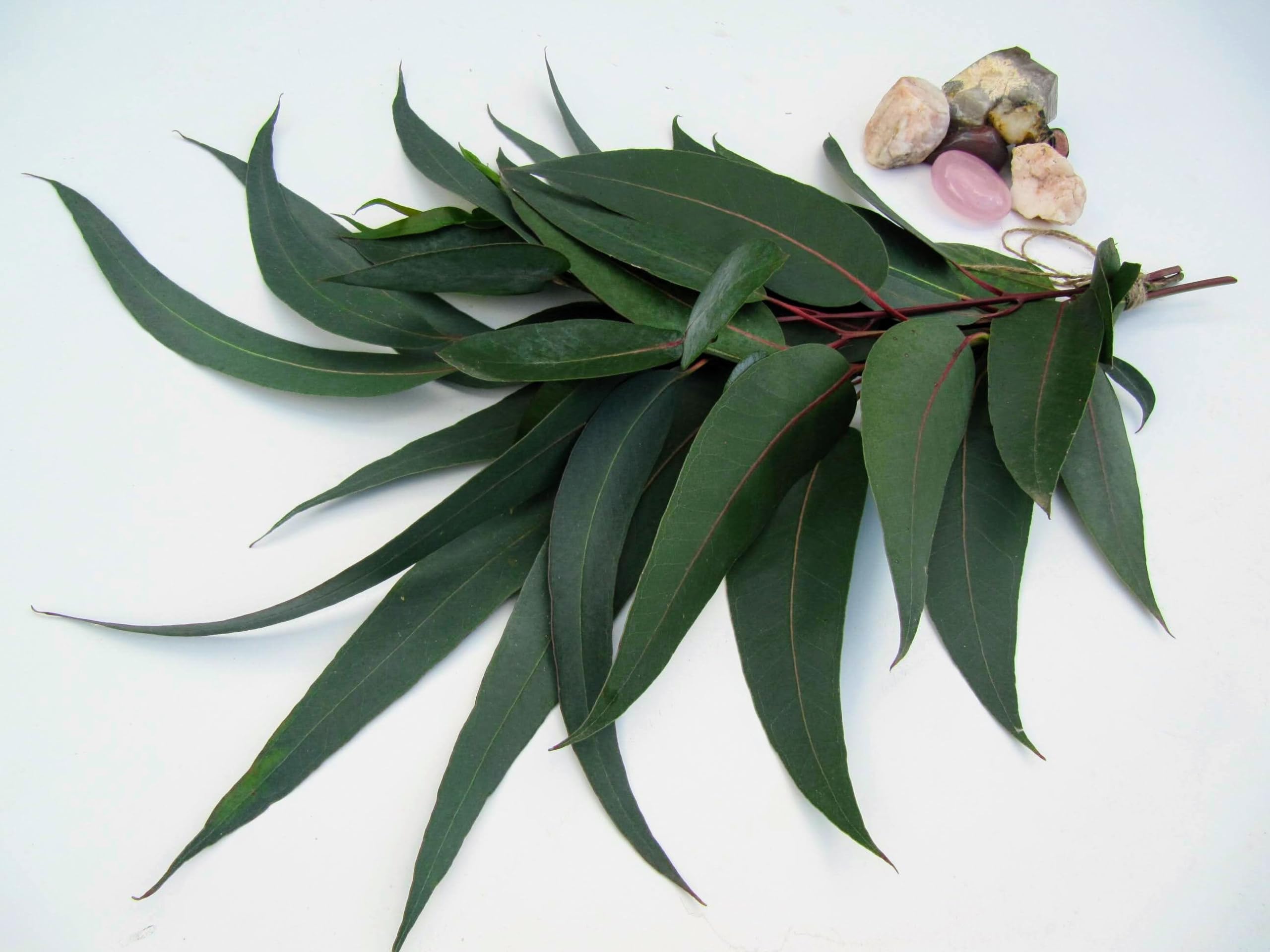Dried Eucalyptus Leaves | gum trees | stringybark trees | యూకలిప్టస్ | Neelagiri Aaakulu - 100 grams 2