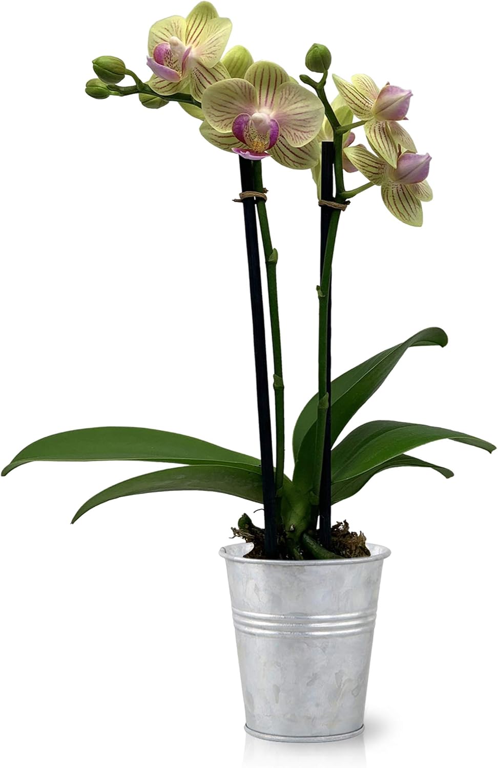 Color Orchids Live Phalaenopsis Mini Orchid Plant in Tin Pot, 8"-12" Tall, Yellow Blooms