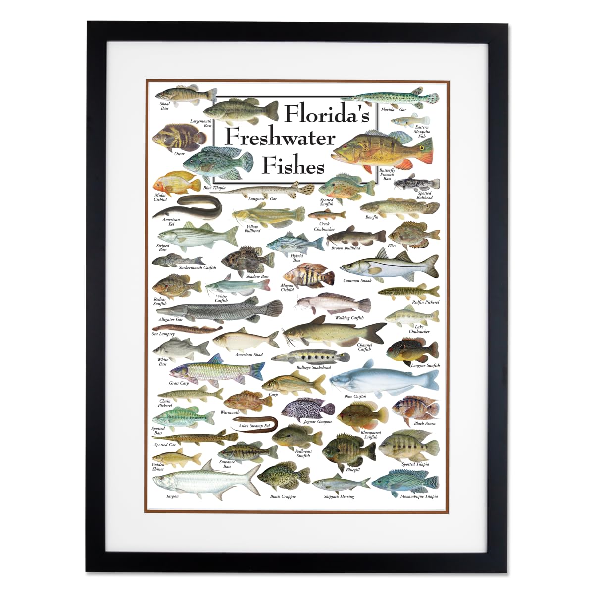 Earth Sky + Water - Florida�s Freshwater Fishes - Double-matted Posters with Black Frame