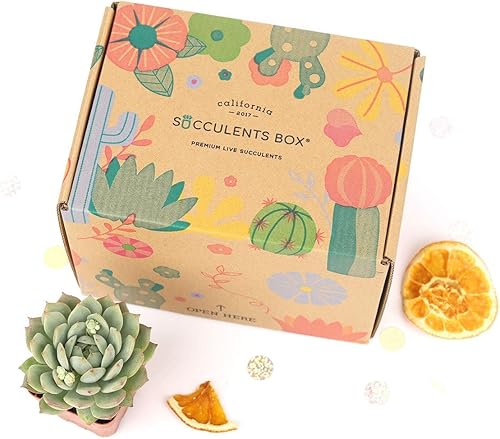 Miniatura 8 de Plantas suculentas vivas prémium (paquete de 23456) totalmente enraizadas en macetas de plástico con tierra, decoración colorida de plantas de