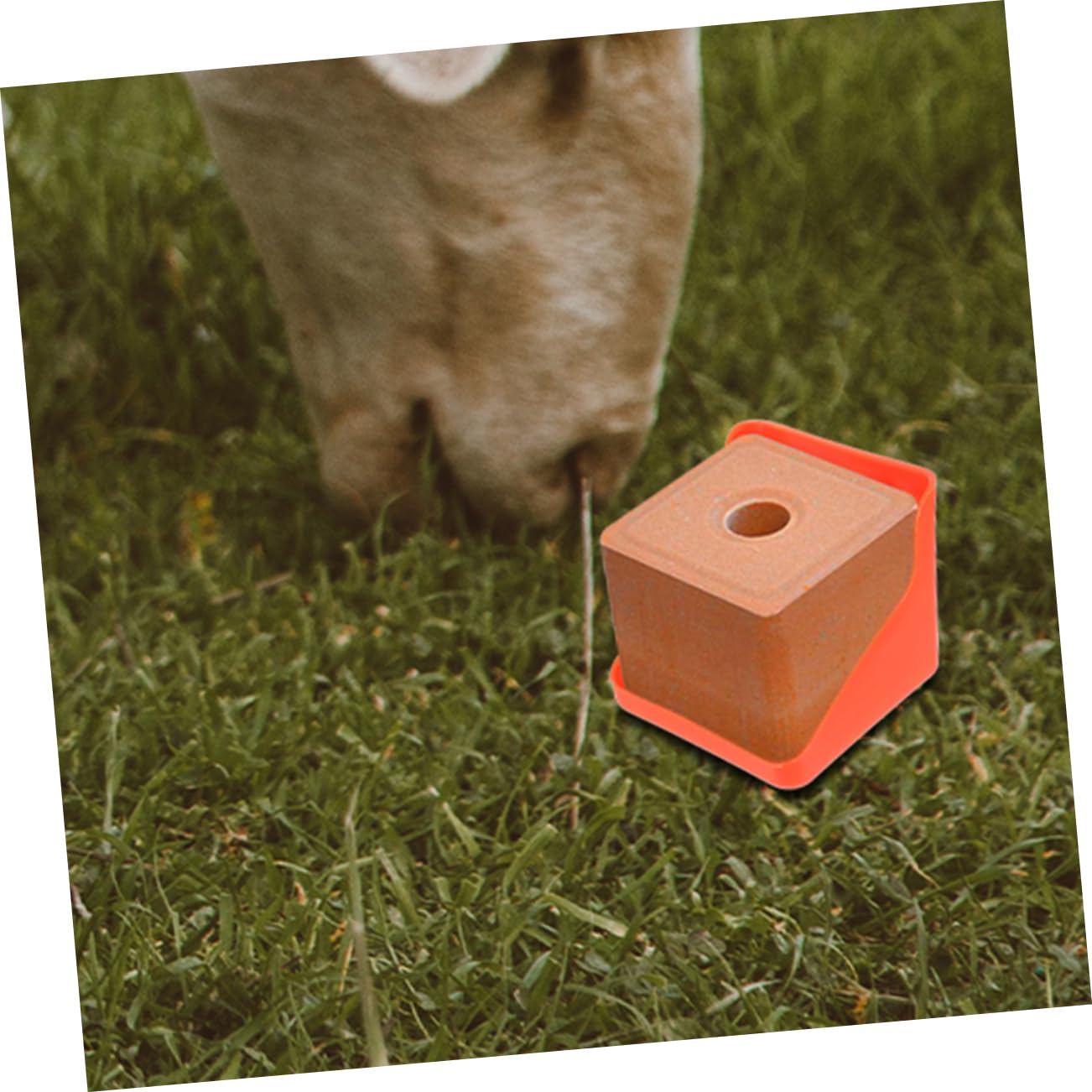 HEMOTON Salt Brick Feeding Tray for Sheep Livestock Salt Holder Easy to Assemble for Farm Use