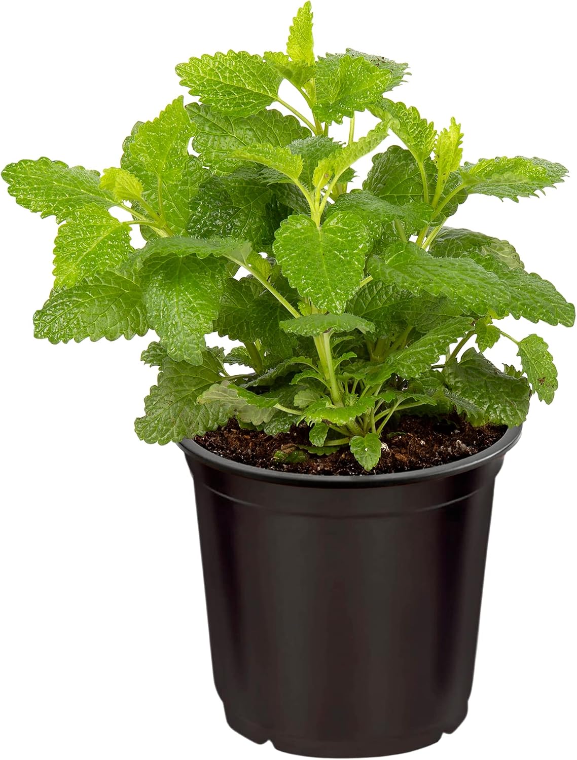 Live Aromatic and Edible Herb - Lemon Balm (4 Per Pack), Naturally Improves Breathing and Relaxation, 8" Tall by 4" Wide