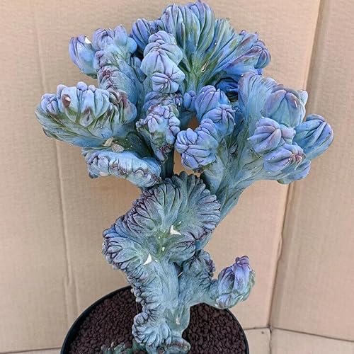 Miniatura 5 de Blue Candle - Planta viva rizada de cactus en maceta de 4 pulgadas, suculenta de cactus azul raro para decoración del hogar, cultivo en interiores y