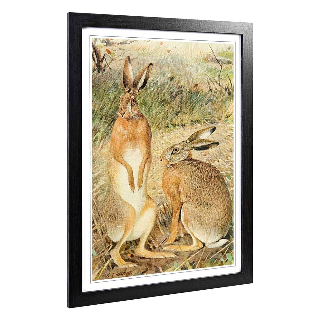 Big Box Art Framed Print of Vintage Karl Ludwig Hartig Hare Design | Wall Art Picture | Home Decor for Kitchen, Living Room, Bedroom, Hallway, Black, A2 / 24.5x18 Inch / 62x45cm