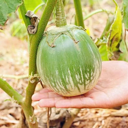 QAUZUY GARDEN 80 semillas redondas de berenjena verde ProlificFast-Growing Tropical Solanum Melongena Seed para plantar el hogar, jardín al aire