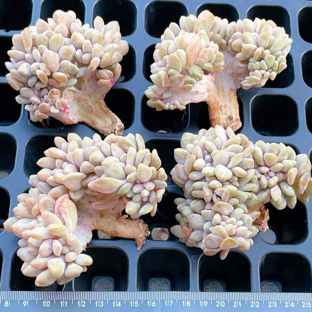 Amazon｜酔美人 綴化 多肉植物 エケベリア｜観葉植物 オンライン通販