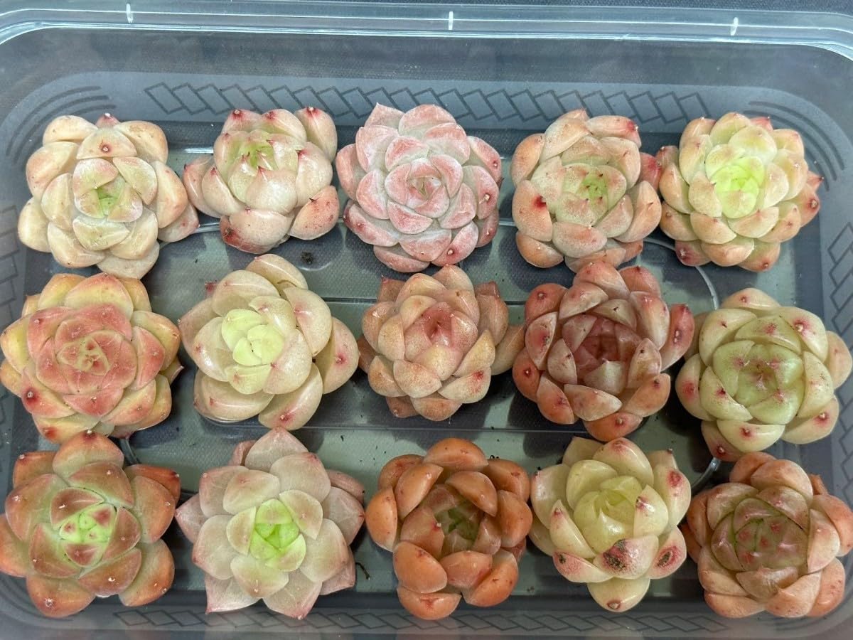 ☆多肉植物 エケベリア 韓国 S494からふる15個 エケベリア 多肉植物