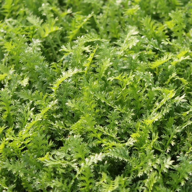 6x Leptinella squalida – Vaso 9x9 cm – pianta coprisuolo sempreverde perenne giardino