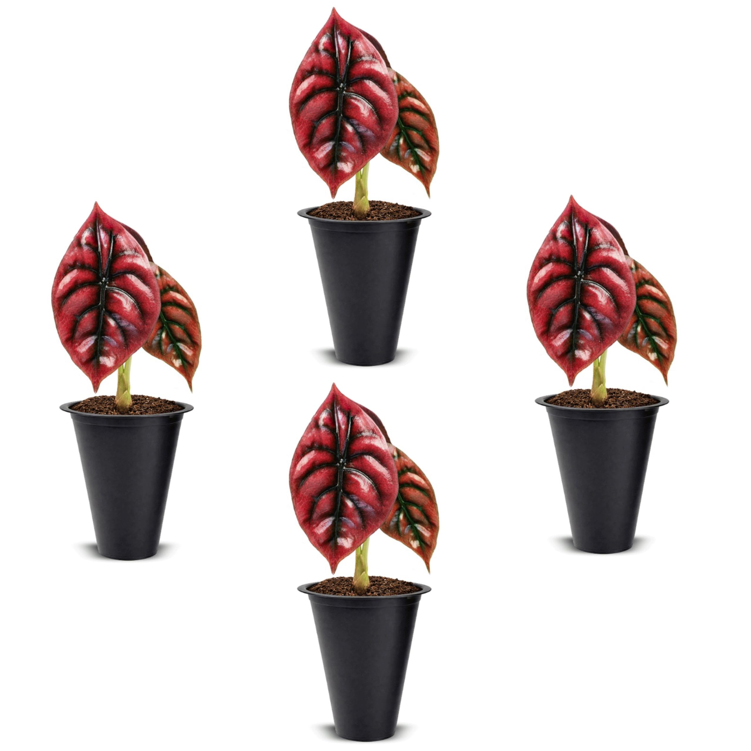 Fam Plants Alocasia Cuprea 4-Pack