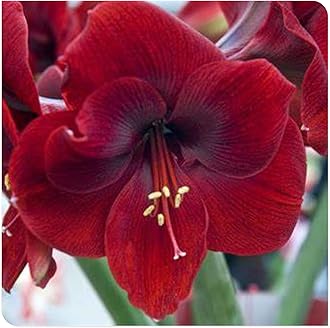 Amaryllis for Planting Now UK Perennial Good for Containers Excellent Display Plant Bulbs Ornamental Greening Flower Natural Organic Easy Plant Perennial -3bulbs-B