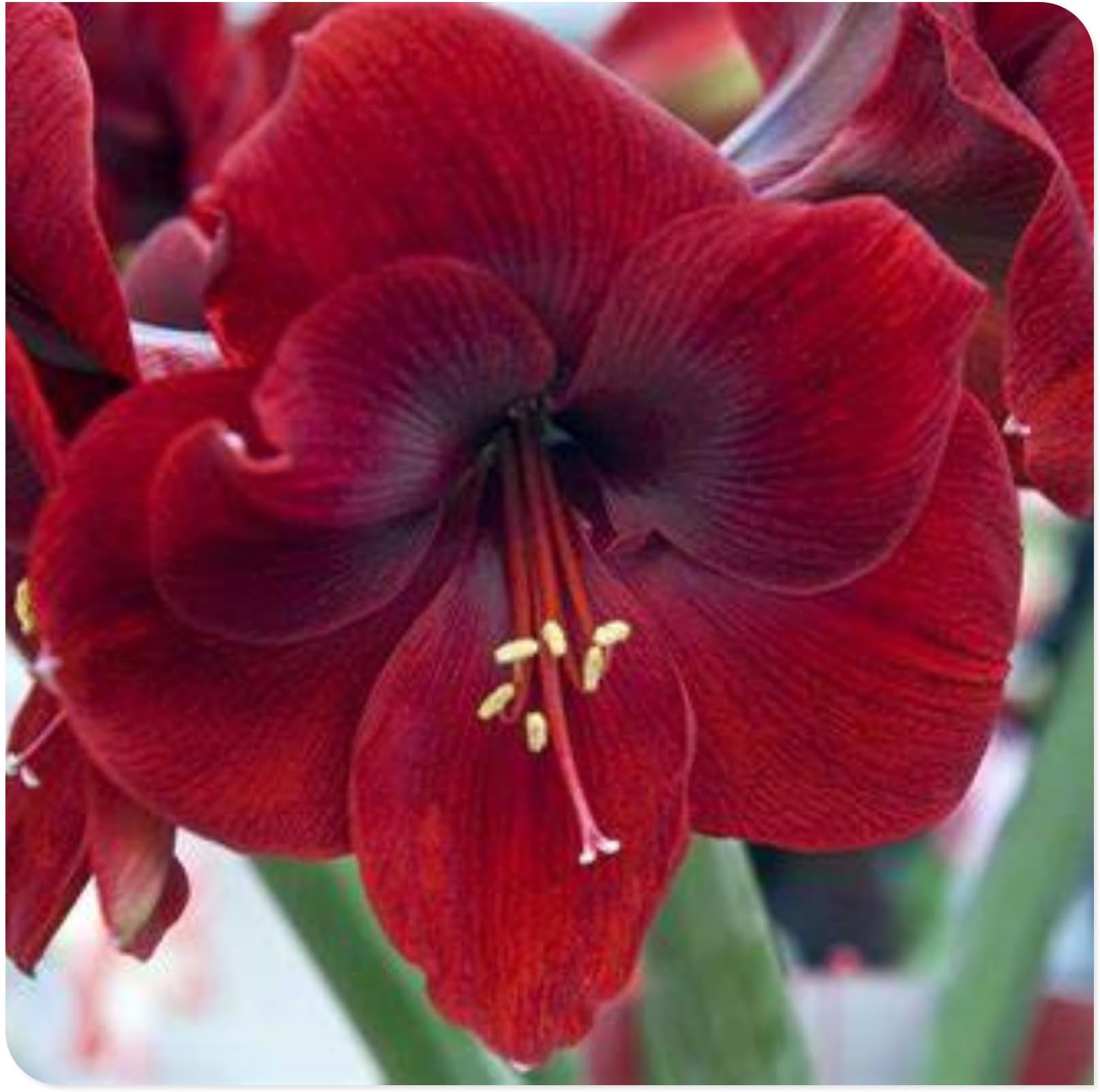Amaryllis for Planting Now UK Perennial Good for Containers Excellent Display Plant Bulbs Ornamental Greening Flower Natural Organic Easy Plant Perennial -3bulbs-B