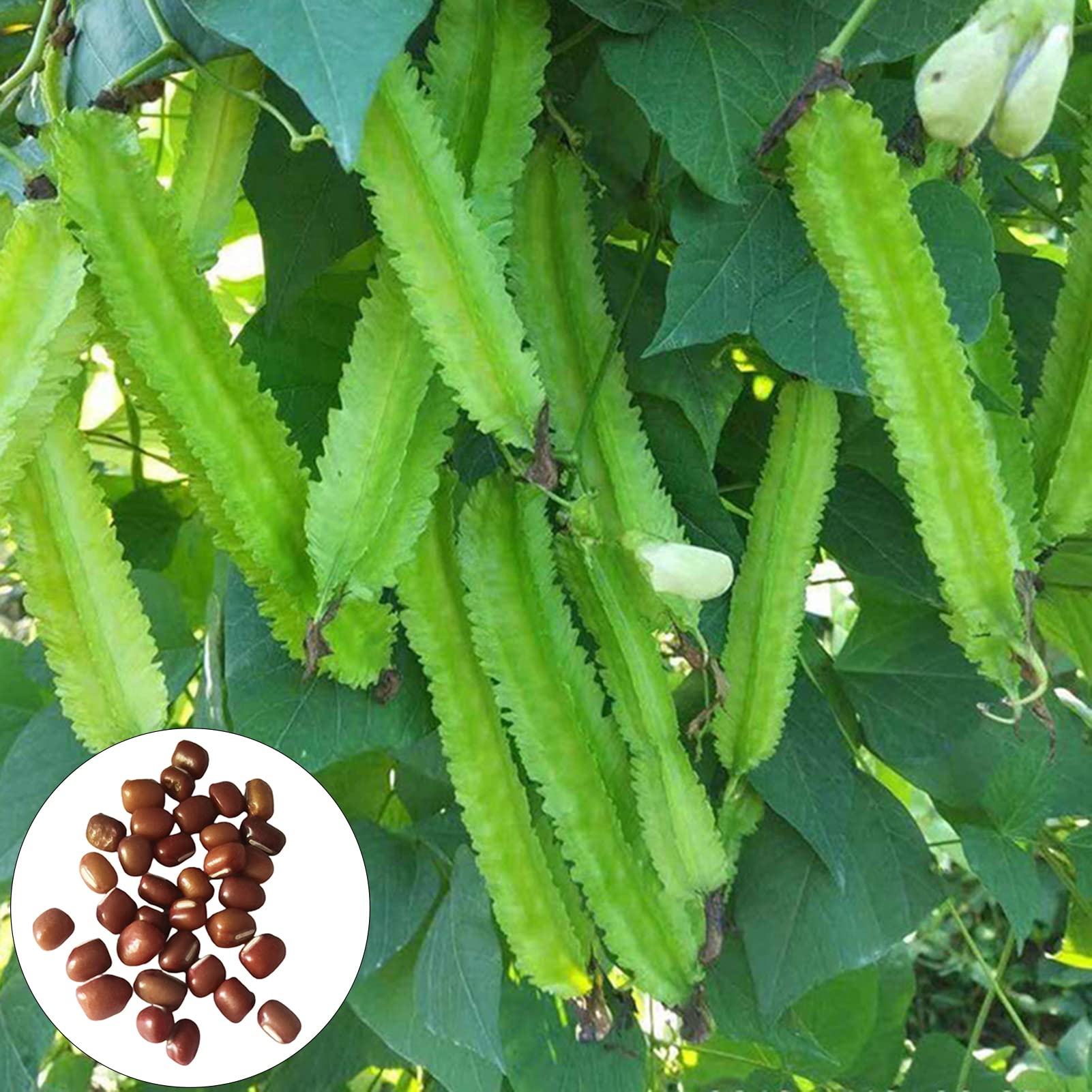 Semi Di Fagiolo Cespuglio 'Best Of All' - Sperli, Varietà Cera, Phaseolus Vulgaris, Per Orto, 80263