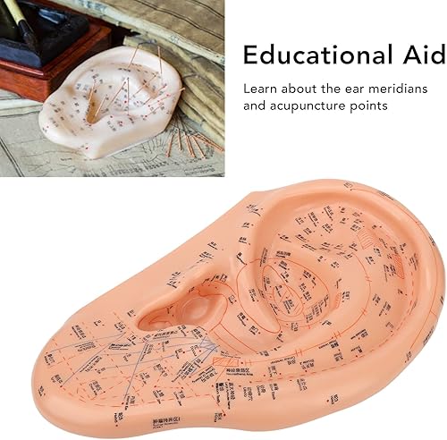 Miniatura 2 de Modelo de acupuntura de oído humano de 15.7 in, modelo de masaje profesional de zona auditiva de PVC, reflexología profesional de aprendizaje de