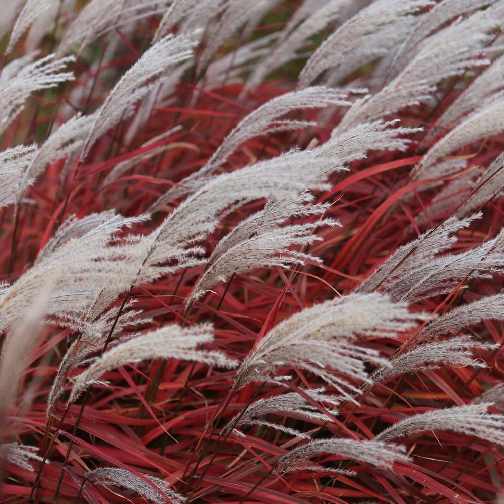 Yougarden Red Miscanthus Lady In Set Of Three Established Plants In 9Cm Pots, Ready To Plant