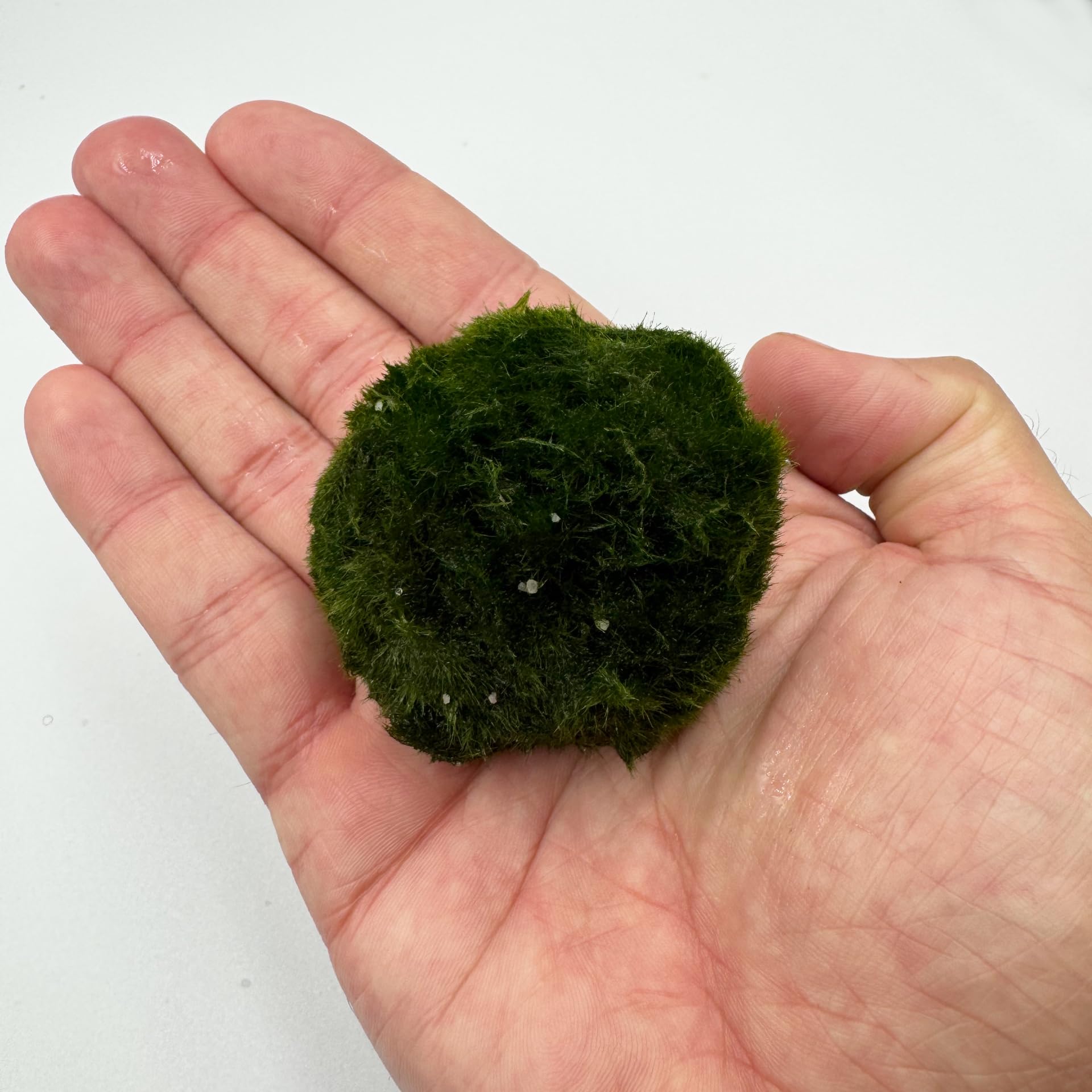 AquaBreedingSkill – Grand Format 4–5 cm – Lot de 3 Marimo Moss Balls – Plante Aquarium Vivante Naturelle | Filtre Biologique | Décoration Écologique | Entretien Facile | Idéal pour Nano Aquarium