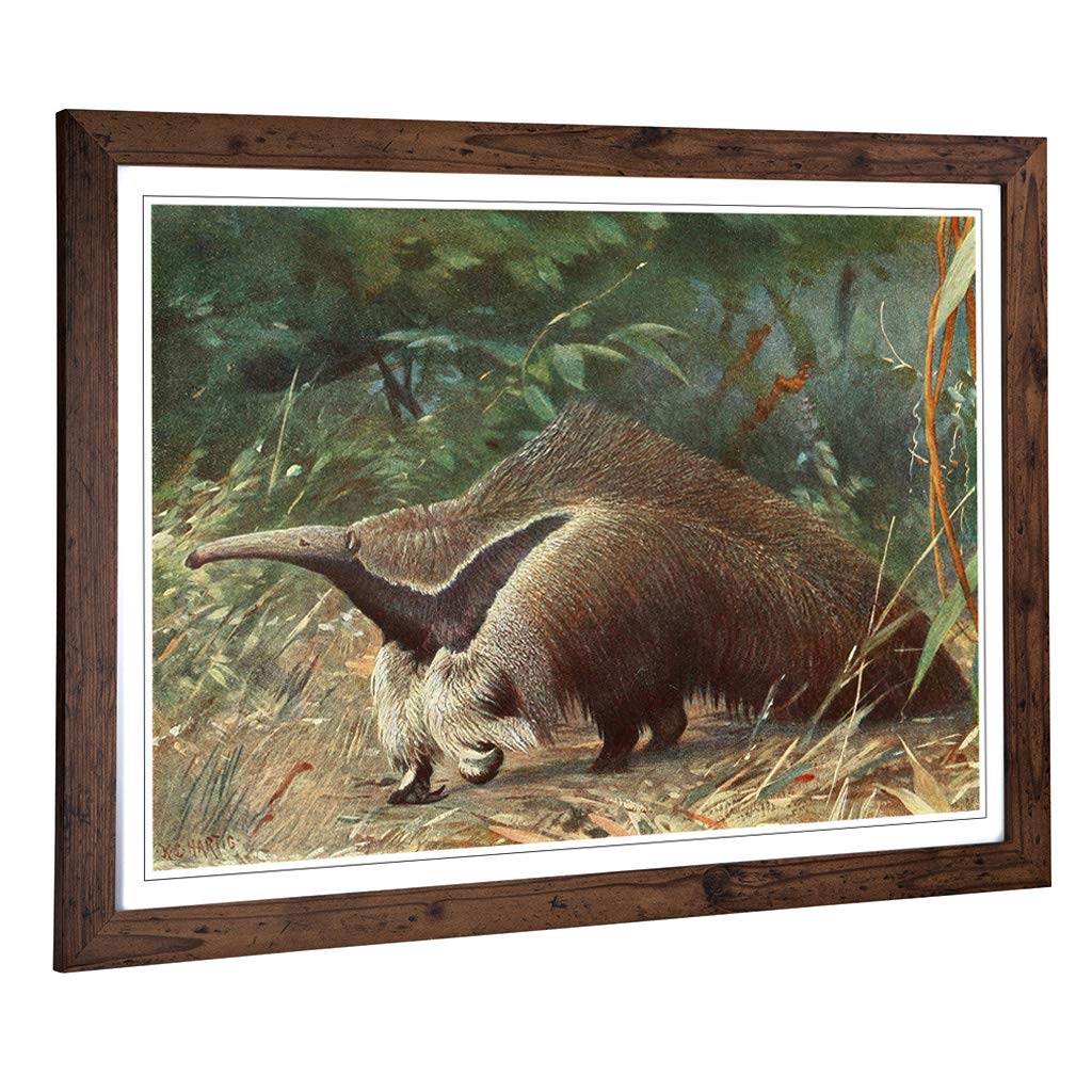 Big Box Art Framed Print of Vintage Karl Ludwig Hartig Giant Ant-Eater Design | Wall Art Picture | Home Decor for Kitchen, Living Room, Bedroom, Hallway, Walnut, A2 / 24.5x18 Inch / 62x45cm
