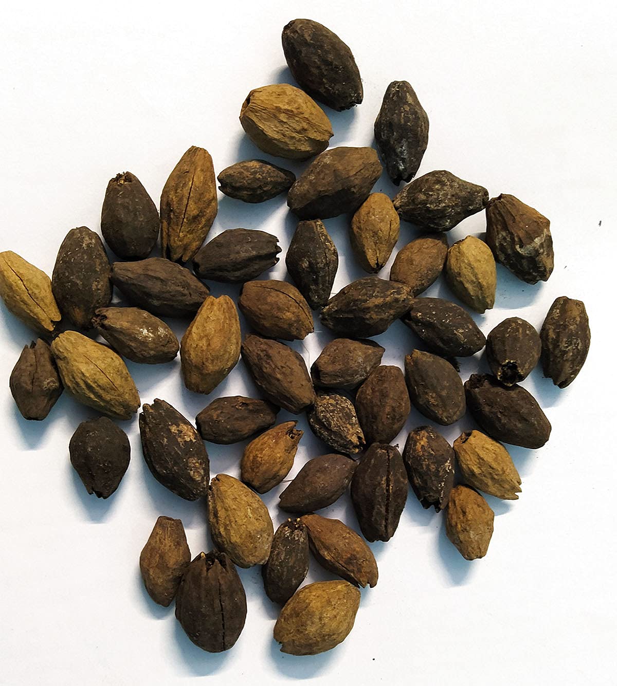 EasySeeds Melia Dubia, Plywood Neem, Malabar Neem, Ardu Seeds (Pack of 100gm Seeds) (B09FHZ9V26) Amazon Price History, Amazon Price Tracker