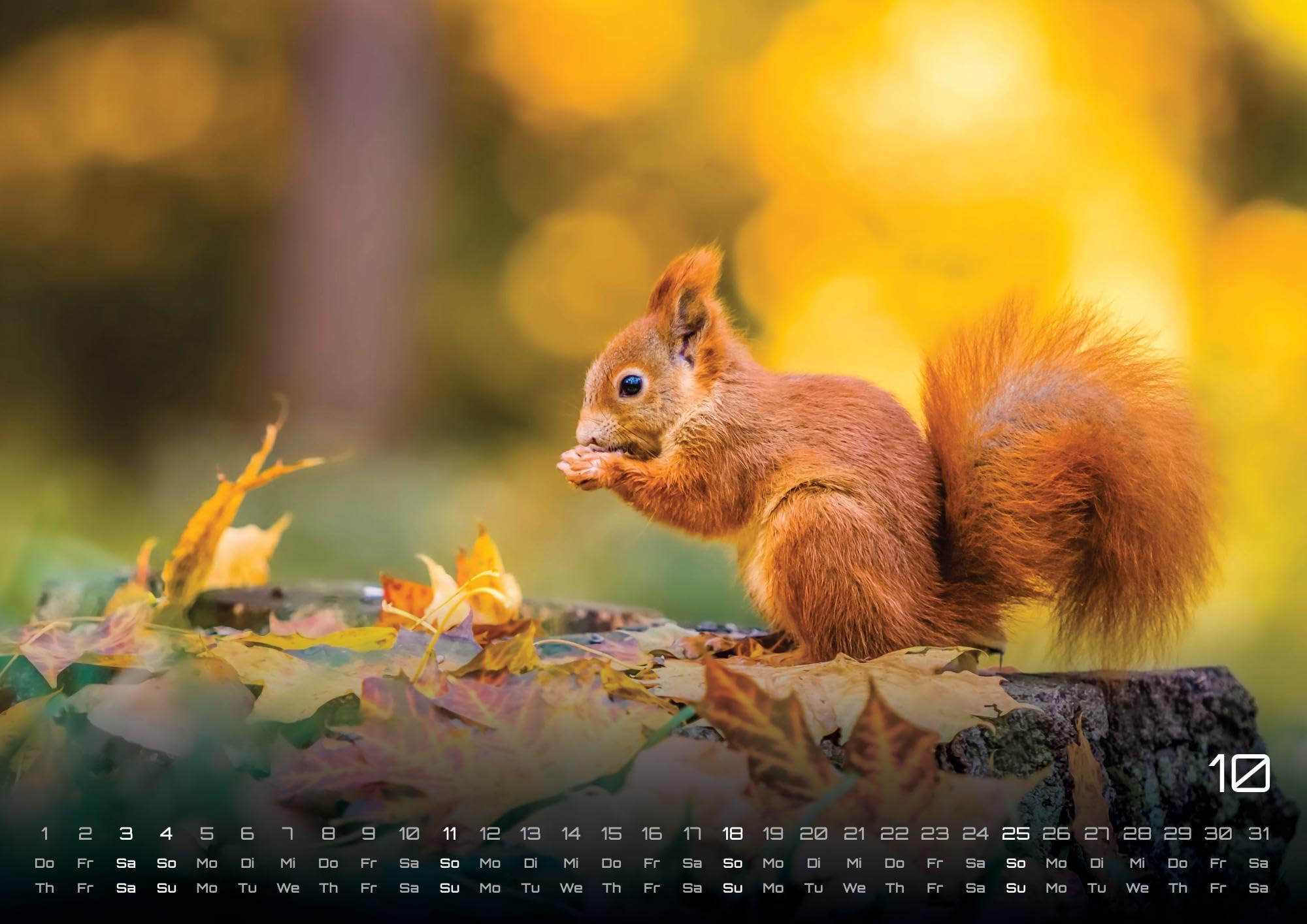 Waldtiere - Heimische Waldbewohner - Der Tierkalender - 2026 - Kalender DIN A2: Der Wandkalender mit den schönsten Waldtier-Motiven für das Jahr 2026 im extragroßen Format DIN A2 (ca. 60 x 42 cm)!