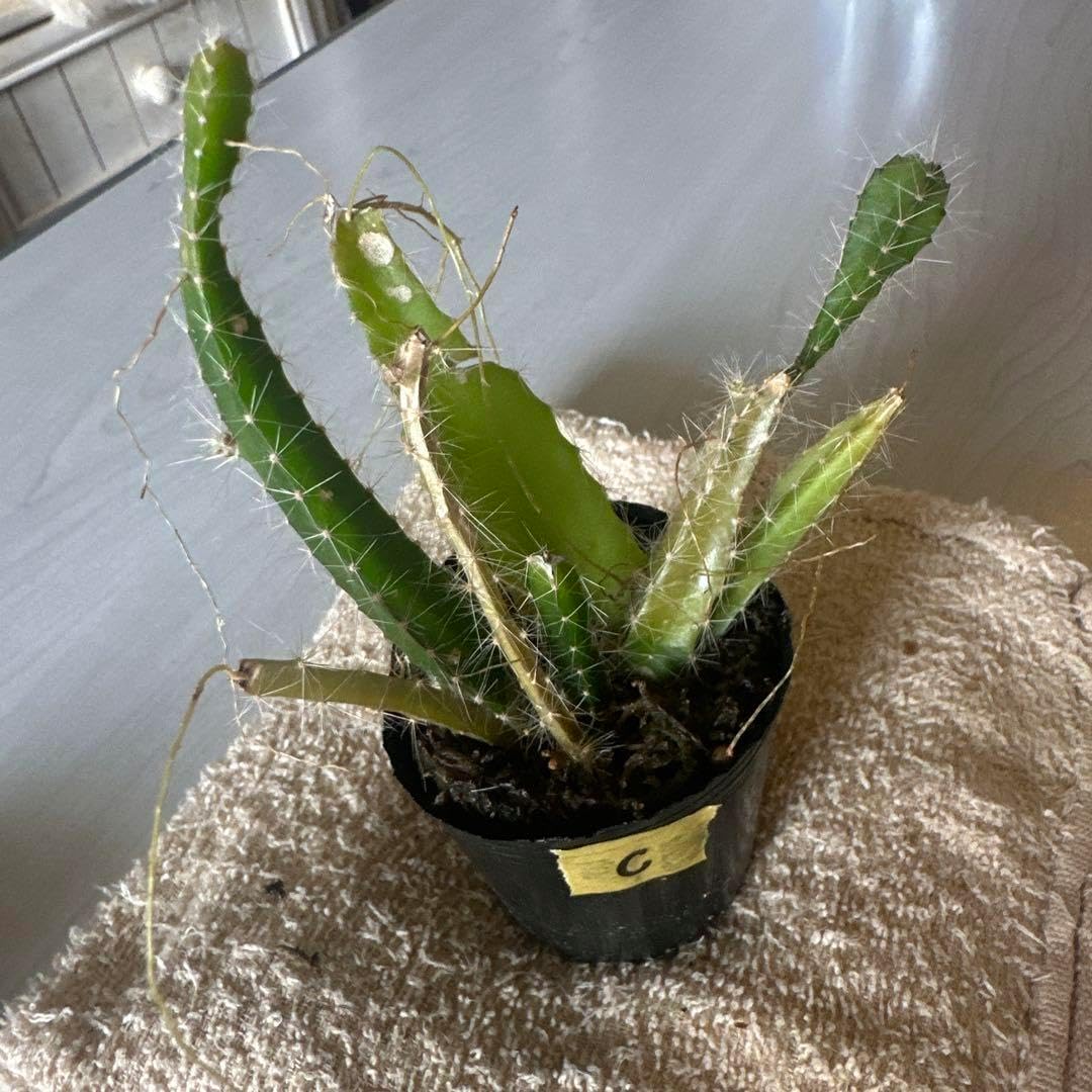 専用出品福岡県産 ドラゴンフルーツ カット苗イエローピタヤ8本 Yahoo