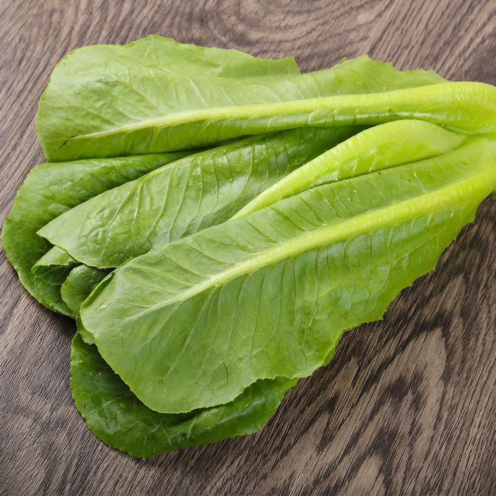 Lettuce Romaine Bionda Degli Ortolani Seeds – Heritage Variety – Crisp Cos Lettuce – High Yield, Crunchy Ribs – Ideal for UK Gardens & Salads – Easy to Grow