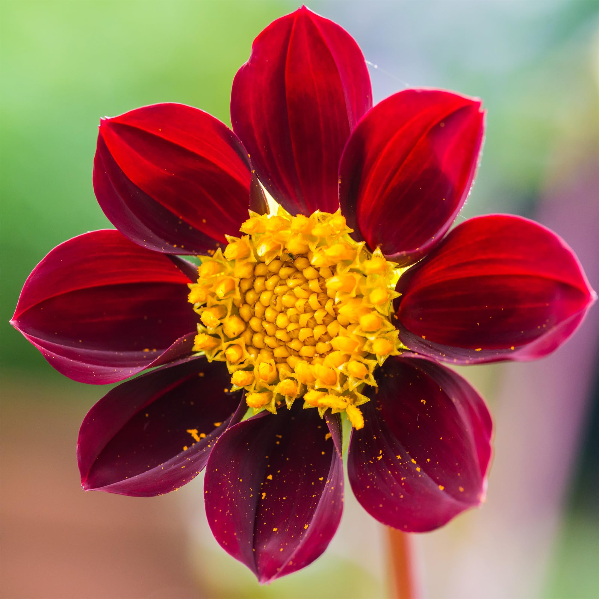 Dahlia Mexican Star Flower Bulbs - Summer Flowers to Plant for Elegant Velvety Red Blooms - Spring Planting Bulbs to Plant in March, April, or May - Excellent Bee and Butterfly Plants (Pack of 1)