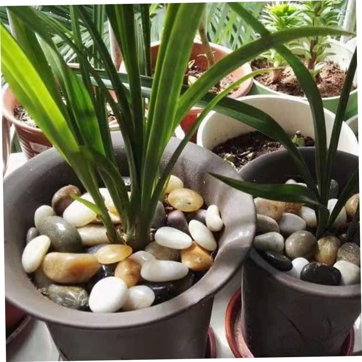 Natural River Pebbles for Fish Tanks Garden Ponds and Decorative Each Aquarium Gravel and Landscape Stones