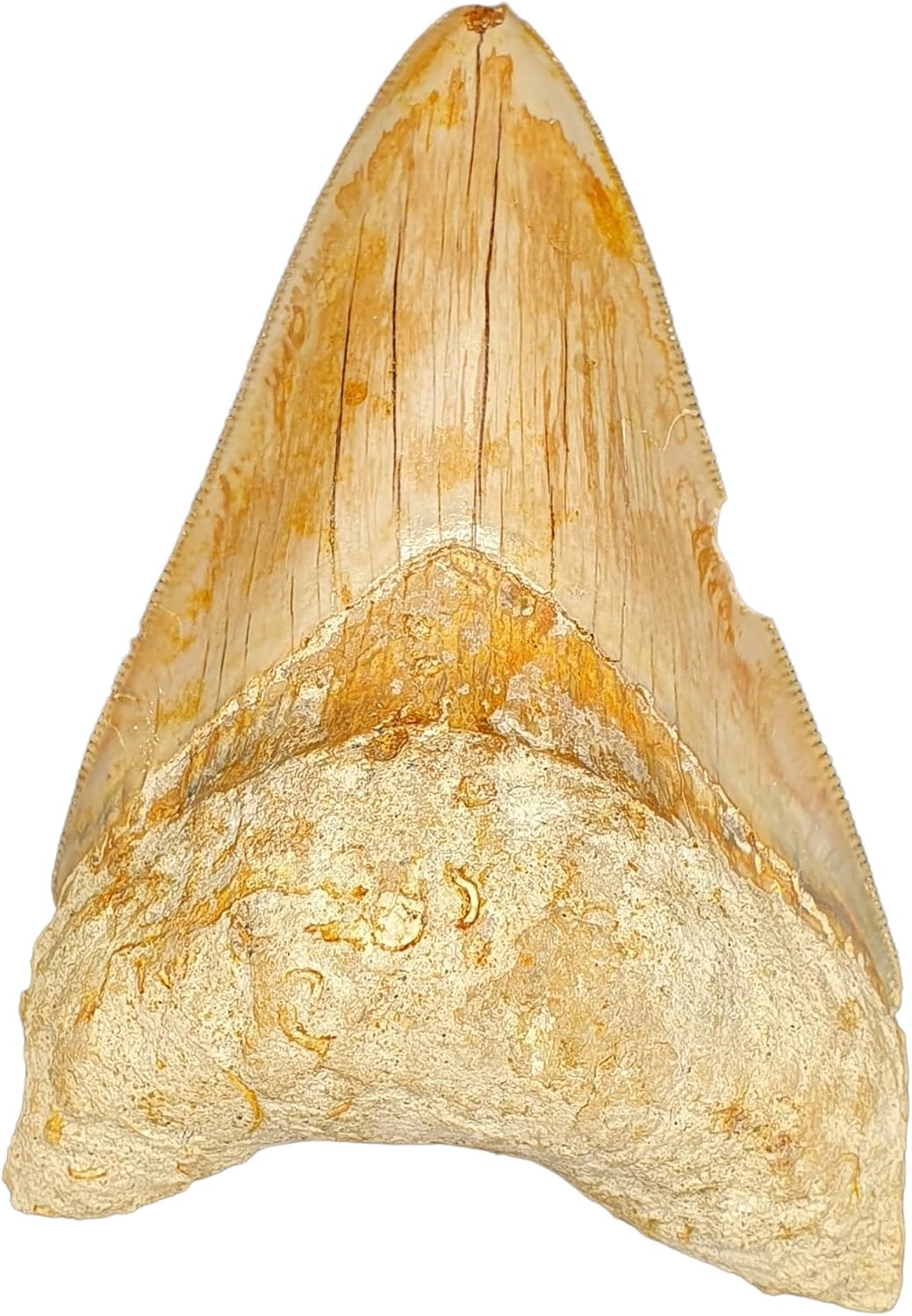 Otodus Megalodon (Carcharodon Megalodon - megaselachus) Indonesia 10.2 cm Fossil (Fossils) WD11