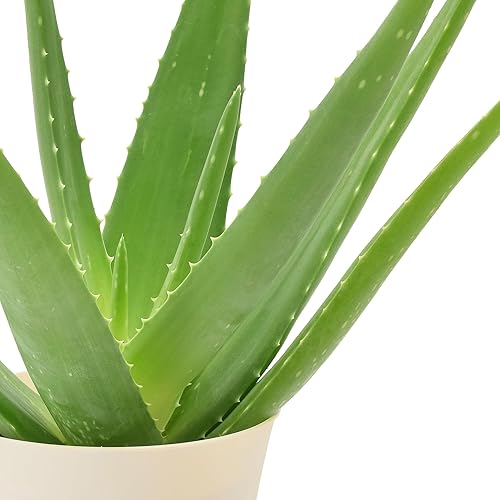 Miniatura 2 de Arcadia Garden Products Planta de interior viva suculenta de aloe vera fácil de interior en maceta de plástico, planta ornamental purificadora de