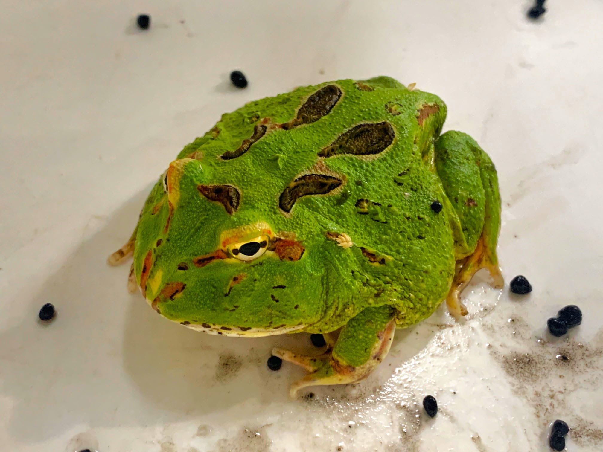 Amazon | 【生体】クランウェルツノガエル グリーン Mサイズ（カエル