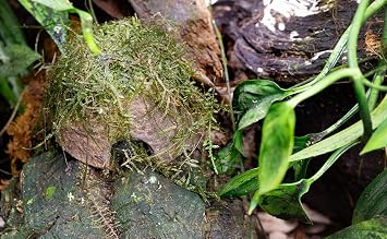 Universal Rock Josh's Frogs Poly-Hut Artificial Coconut Hide