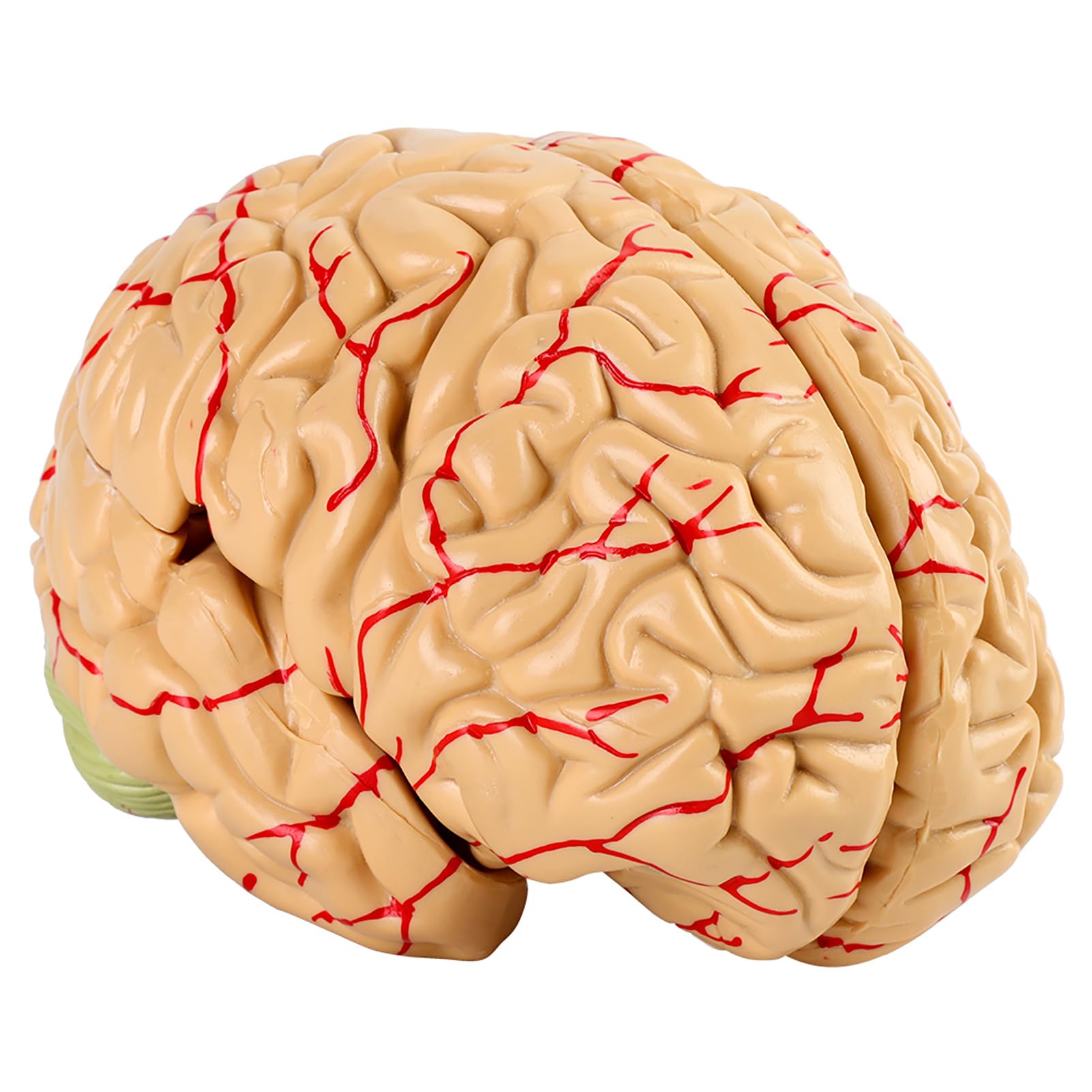 FAUOSWUK Brain Arteries Model,8-Part Human Brain with Arteries Anatomical Anatomical Brain Model Life Size Human Brain Anatomical Model for Science Classroom Study Display