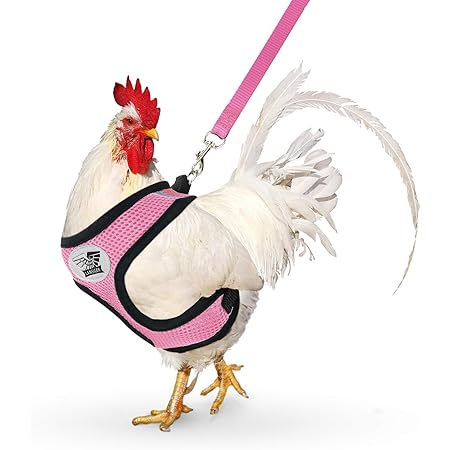 chicken leash