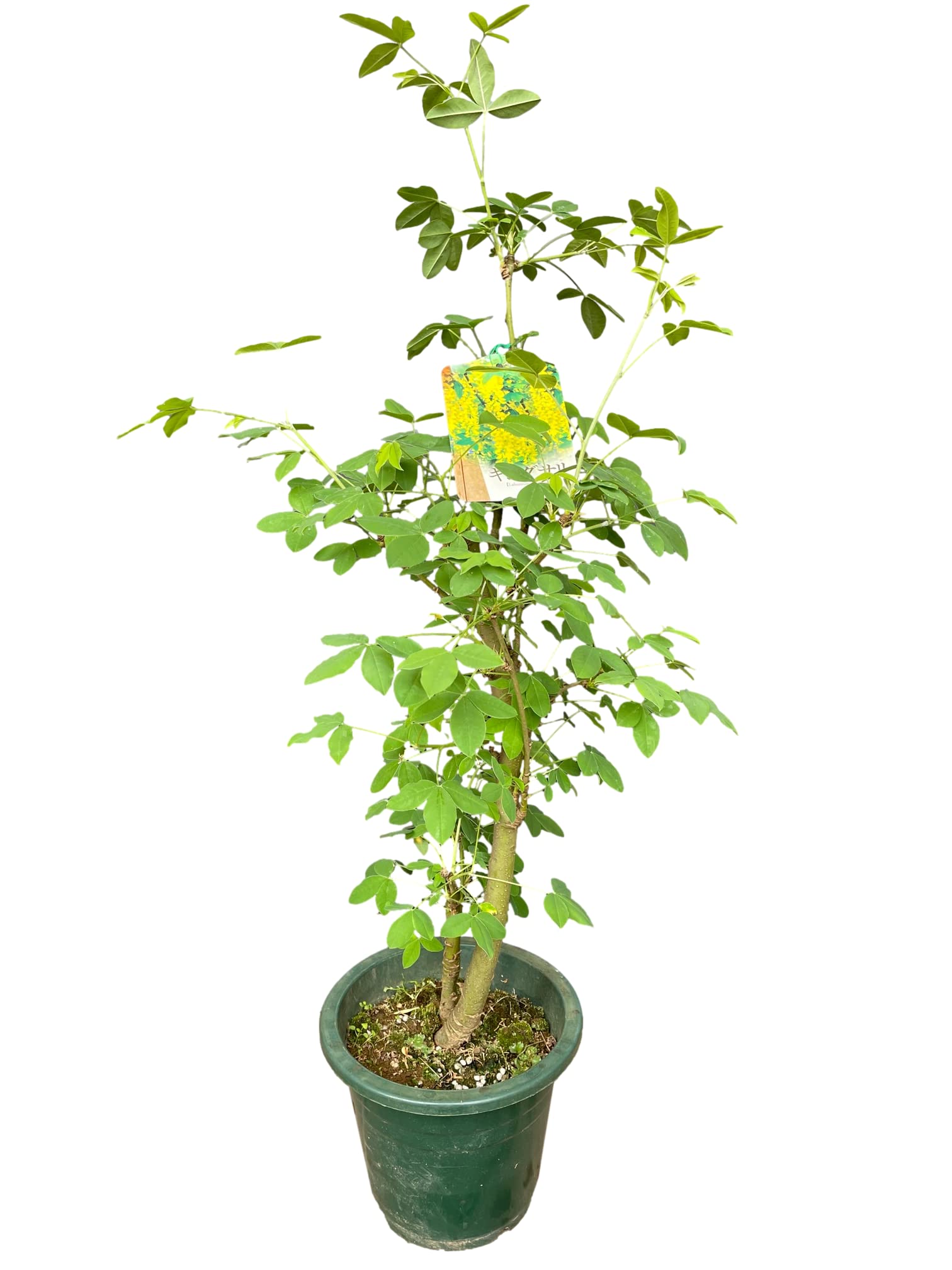 キングサリ苗木