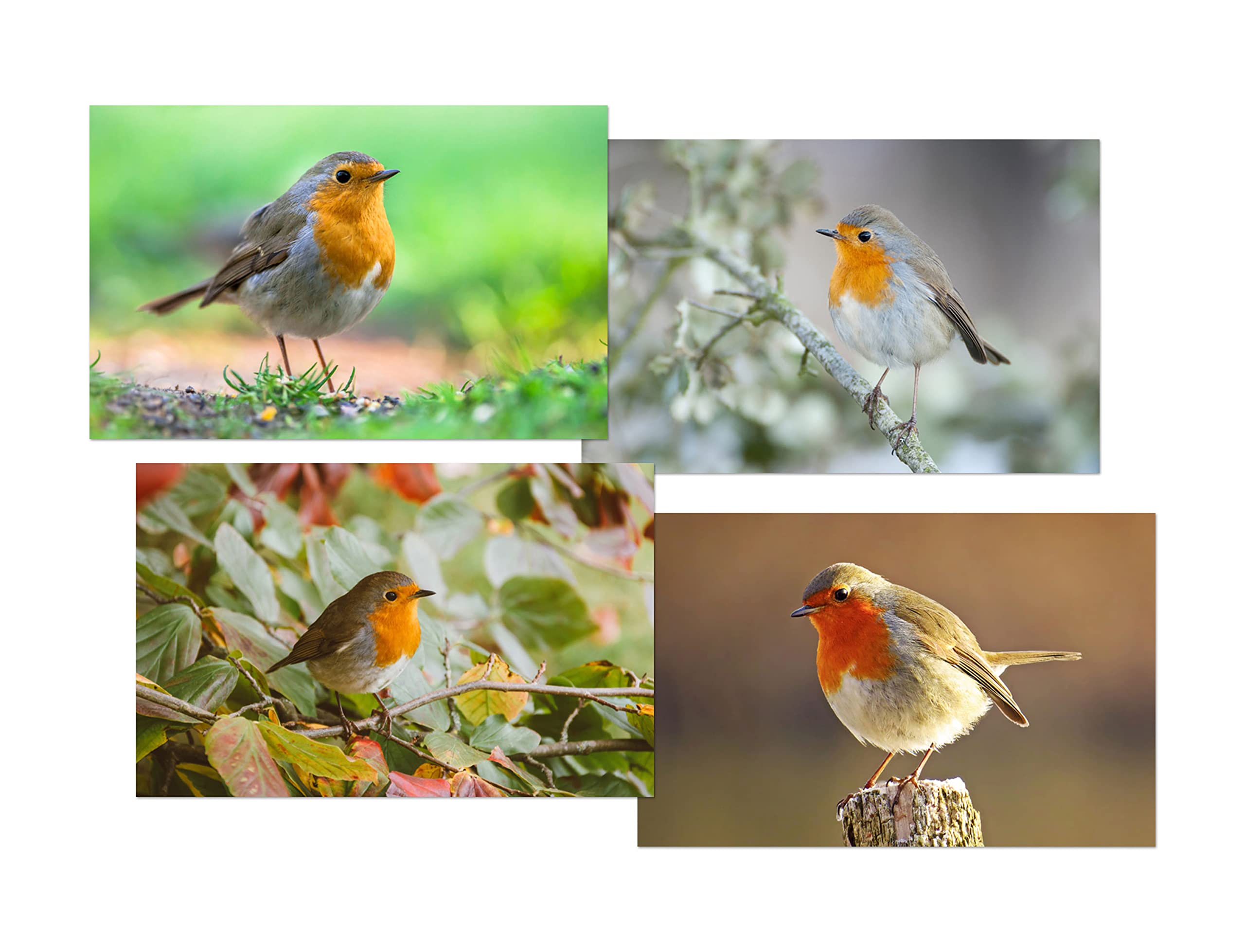 DV DESIGN Set of 4 Robin Redbreast White Ballpoint Pens - Animal Birds Garden Autumn Nature Themed Boys Girls Men Women Pen #79624 - Image 2