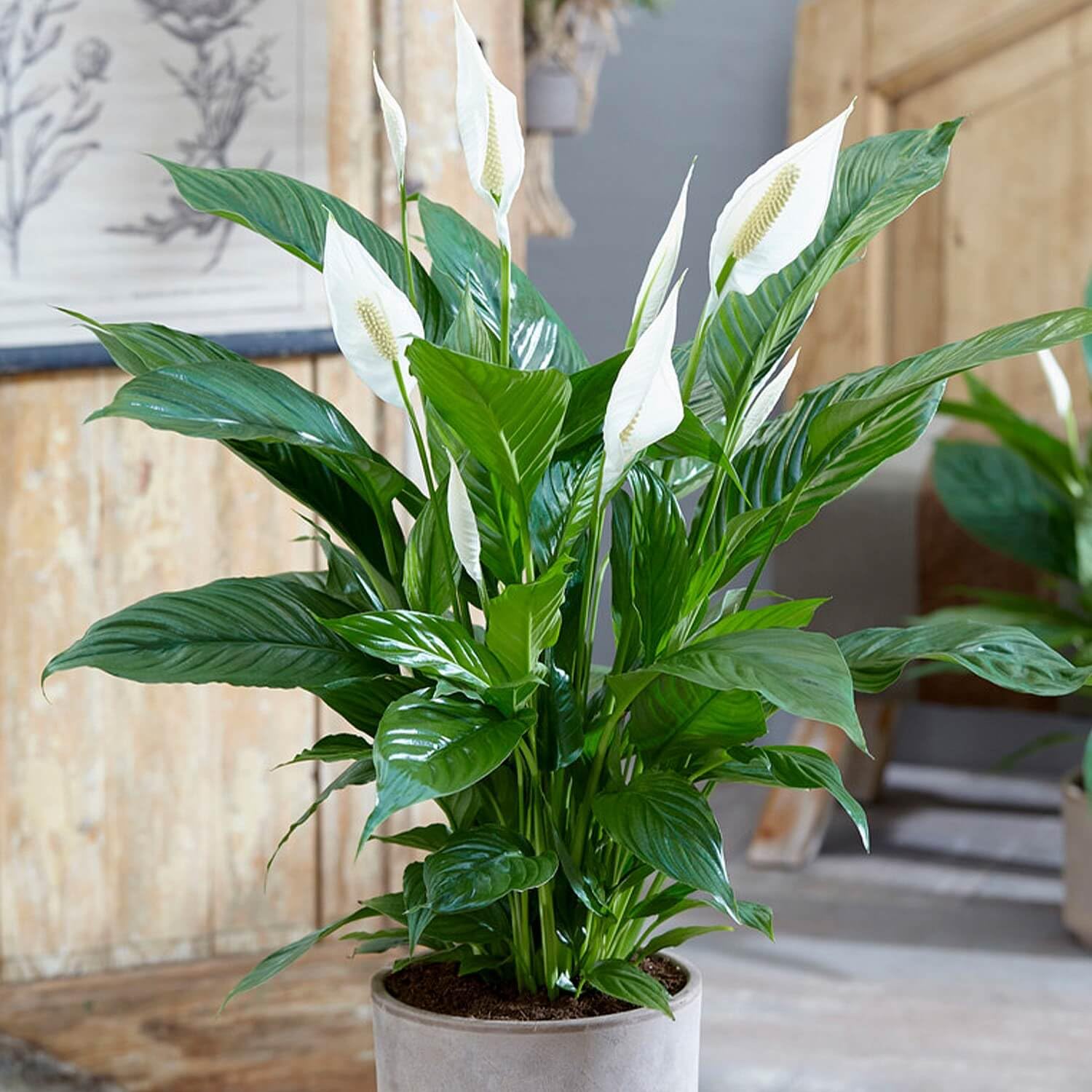 Spathiphyllum Peace Lily โAlanaโ - Air Purifying House Plant in 13cm Pot - Around 40-50cm in Height