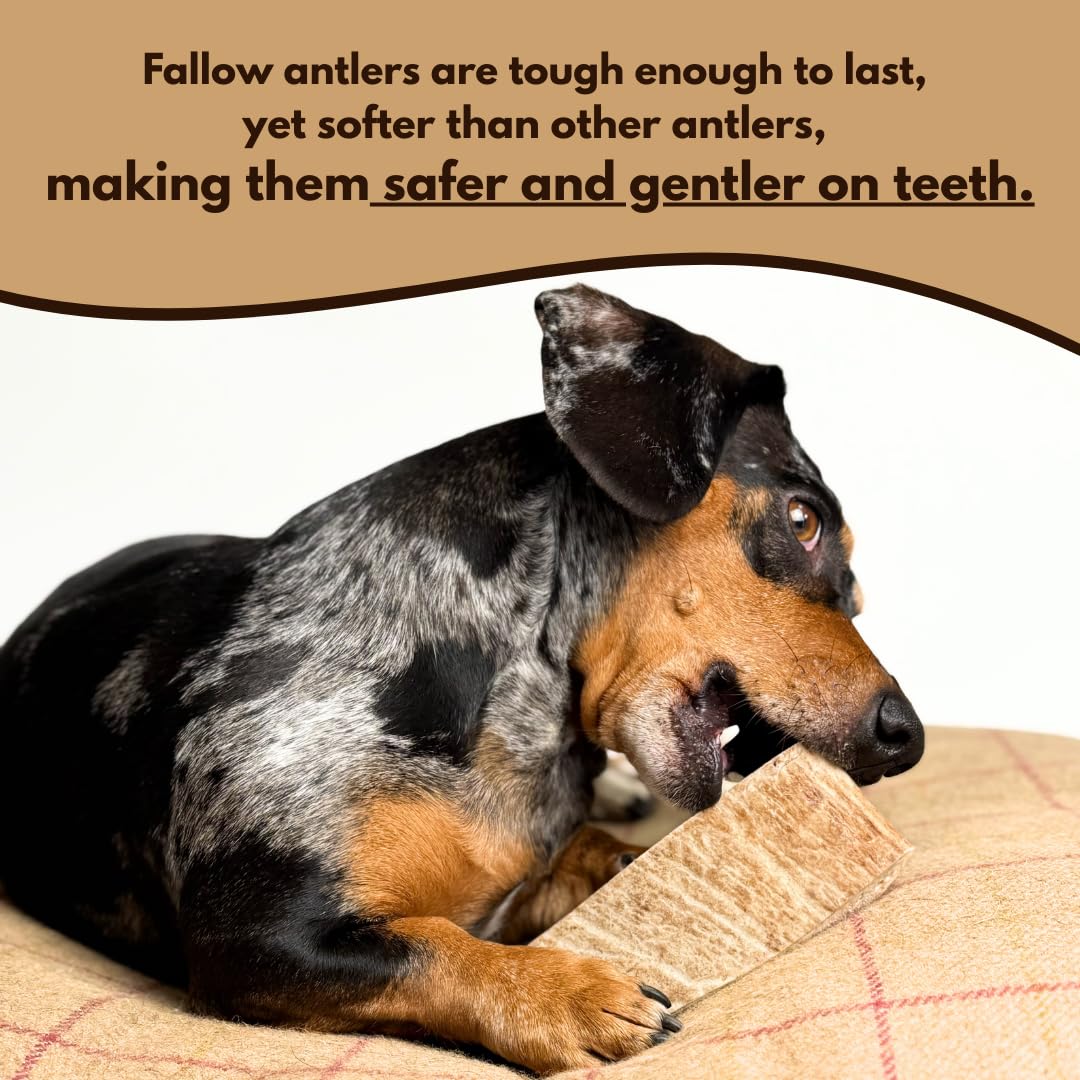 Fallow Deer Antler Dog Chews Medium (Weight 75-120g, From 10cm) Sanded, Naturally Shed - Image 3
