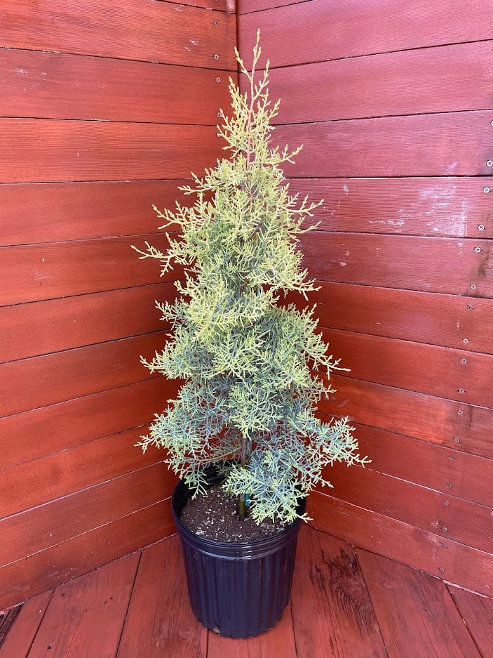 Amazon｜サルフレア約100～120cm（コニファー）｜観葉植物 オンライン通販